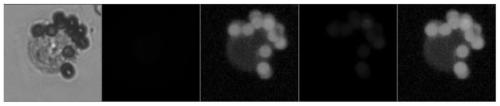 Liquid phase staining identification method used for cells and needing extremely small cell quantity