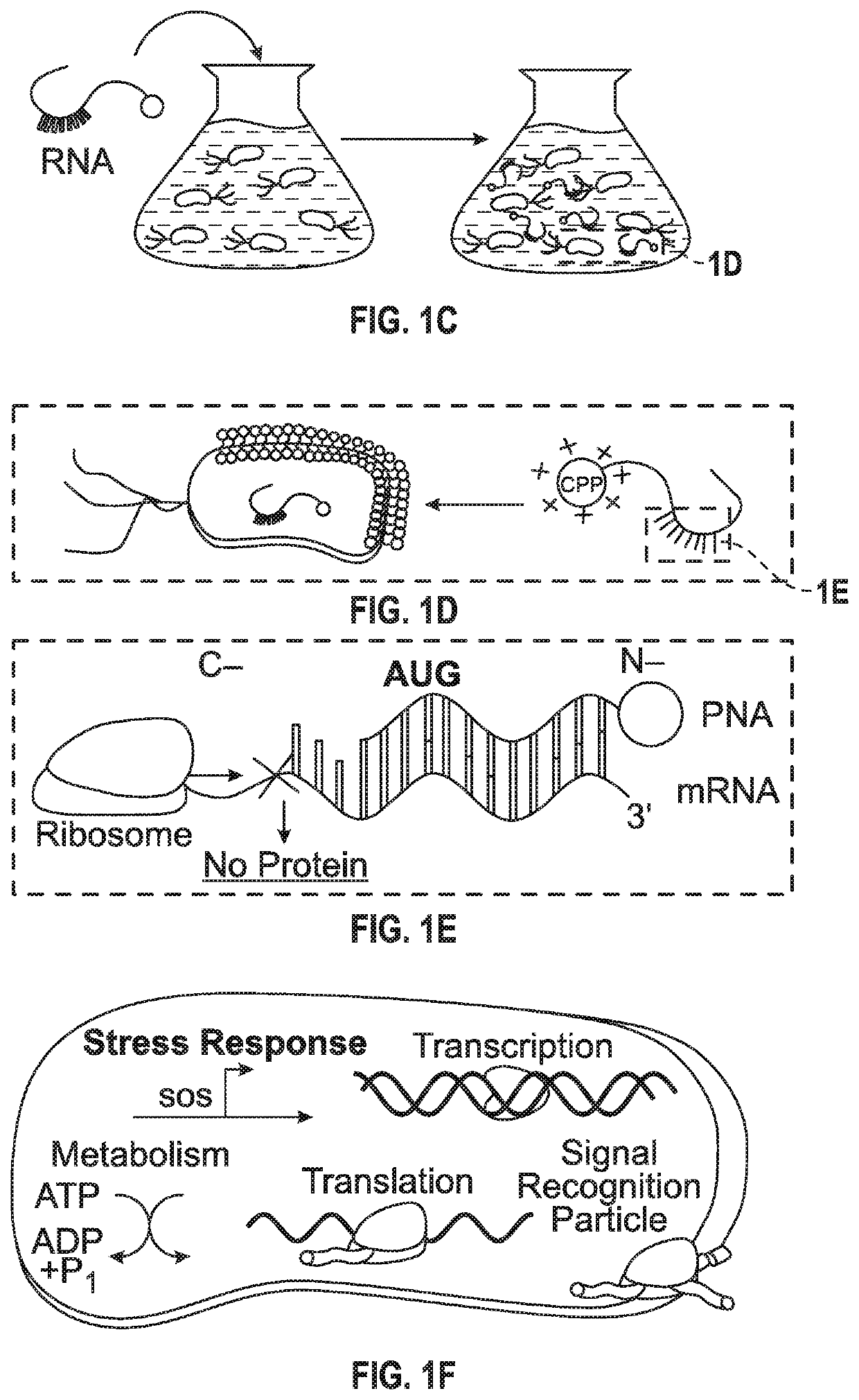 Antisense antibiotics and bacterial secretion based delivery system to eliminate drug-resistant bacteria