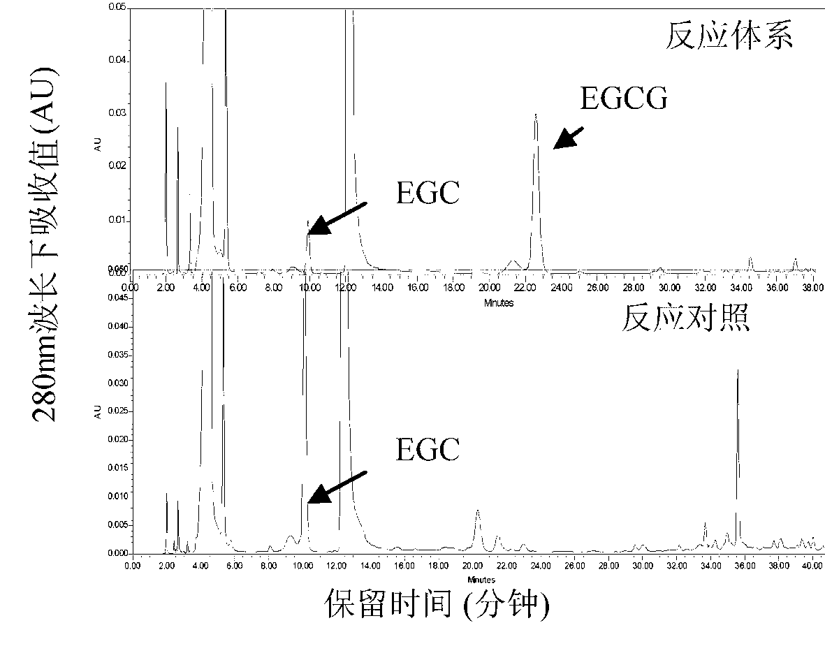 Activity detection method of ester type catechin synthetase