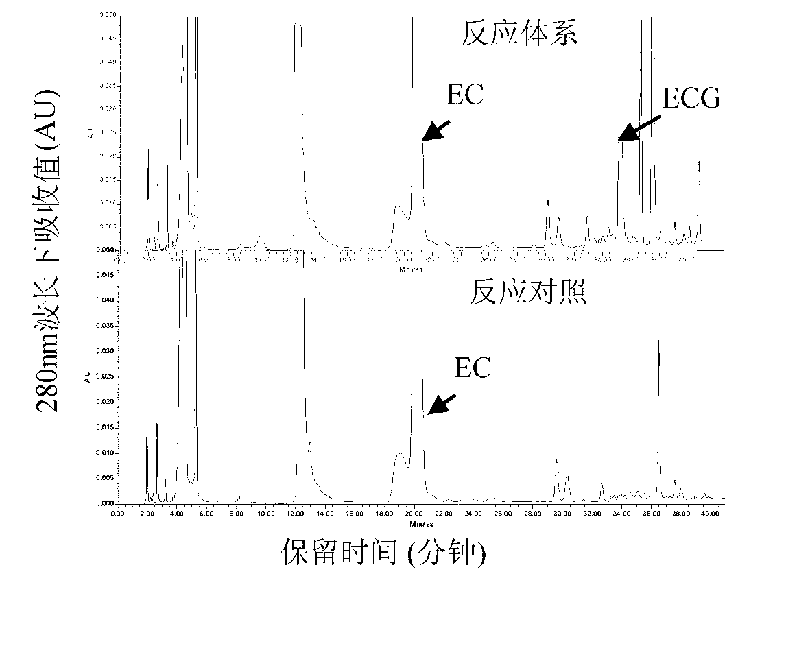 Activity detection method of ester type catechin synthetase