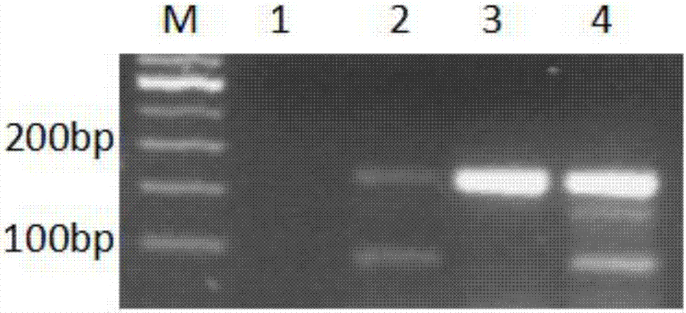 Rapid detection method of PWS and AS