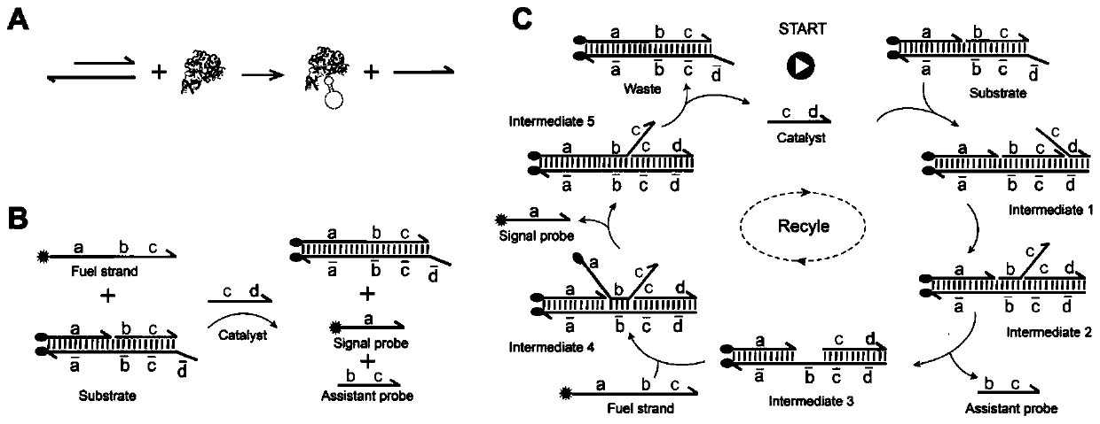 Method for detecting thrombin based on fluorescent dual-signal non-enzymatic amplification strategy of aptamer and application of method