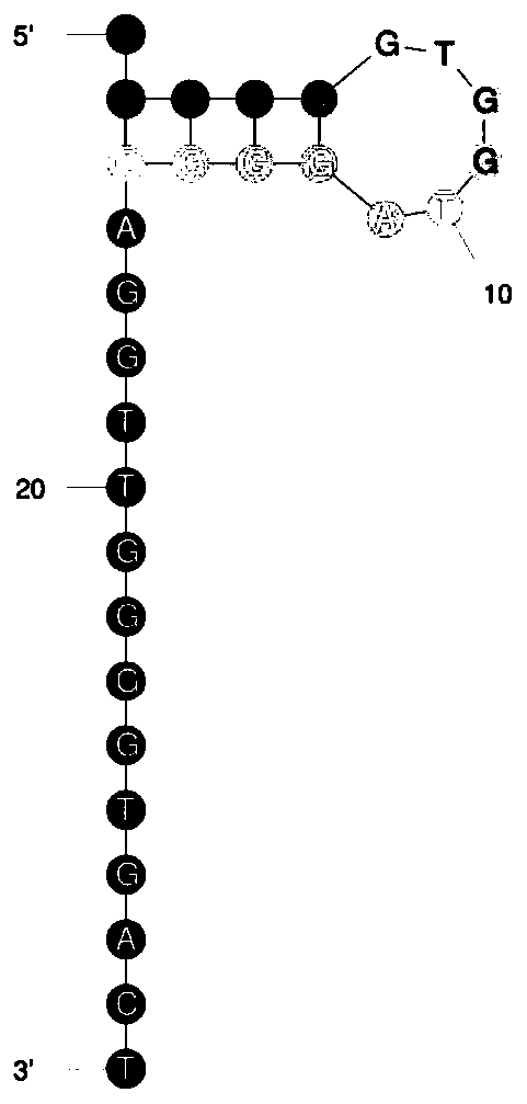 Method for detecting thrombin based on fluorescent dual-signal non-enzymatic amplification strategy of aptamer and application of method