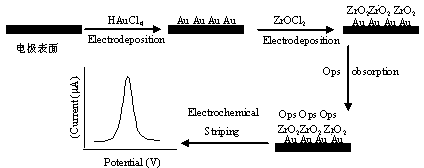 Organic phosphorus electrochemical biosensor based on adsorption of nano particles