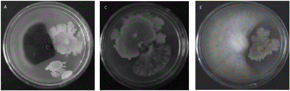 Bacillus and application thereof