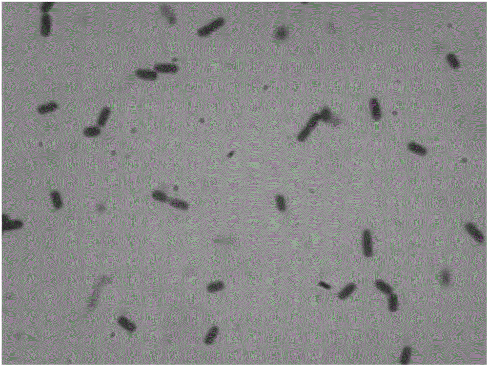 Bacillus and application thereof