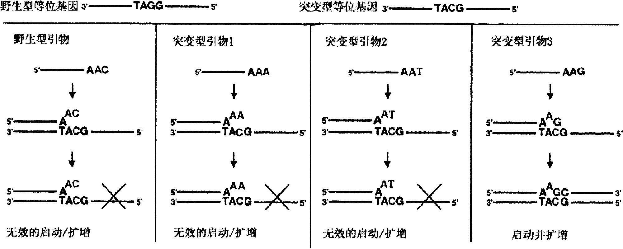 Fluorescent quantitative PCR method for real-time detecting mononucleotide polymorphism and reagent kit thereof