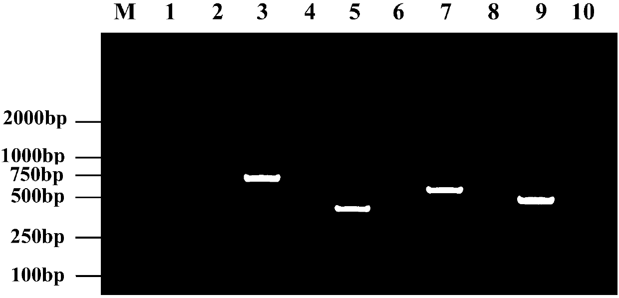 Primer and multiple RT-PCR method for identifying and detecting swine diarrhea coronavirus