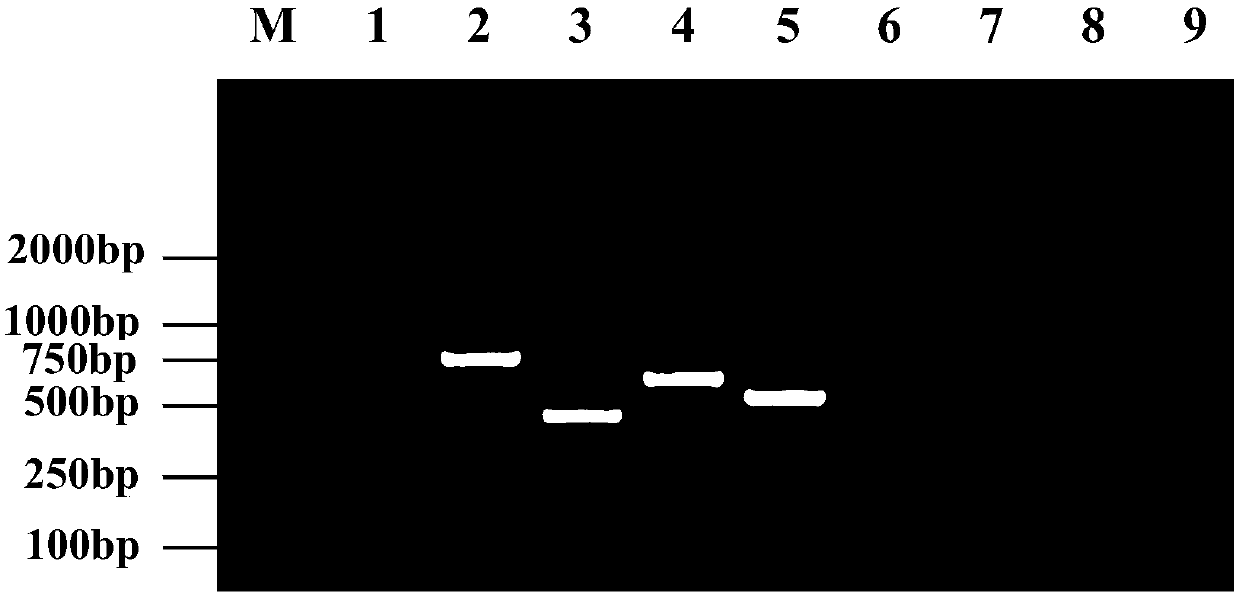 Primer and multiple RT-PCR method for identifying and detecting swine diarrhea coronavirus