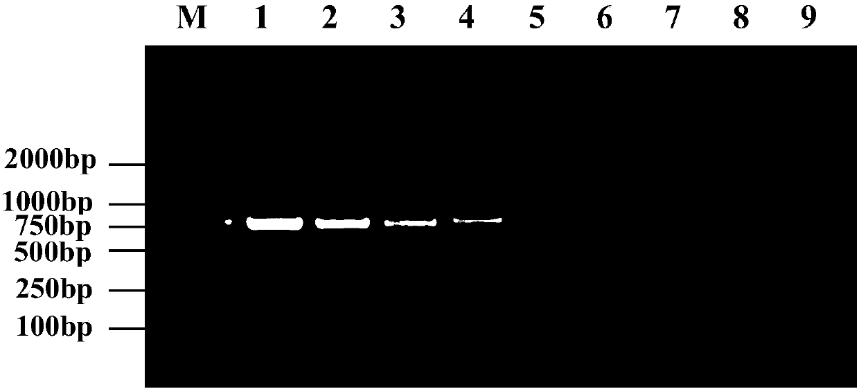 Primer and multiple RT-PCR method for identifying and detecting swine diarrhea coronavirus