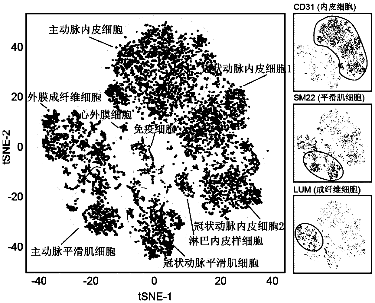 Markers for identifying or assisting in identifying vascular cells and/or vascular cell aging degrees and applications of markers