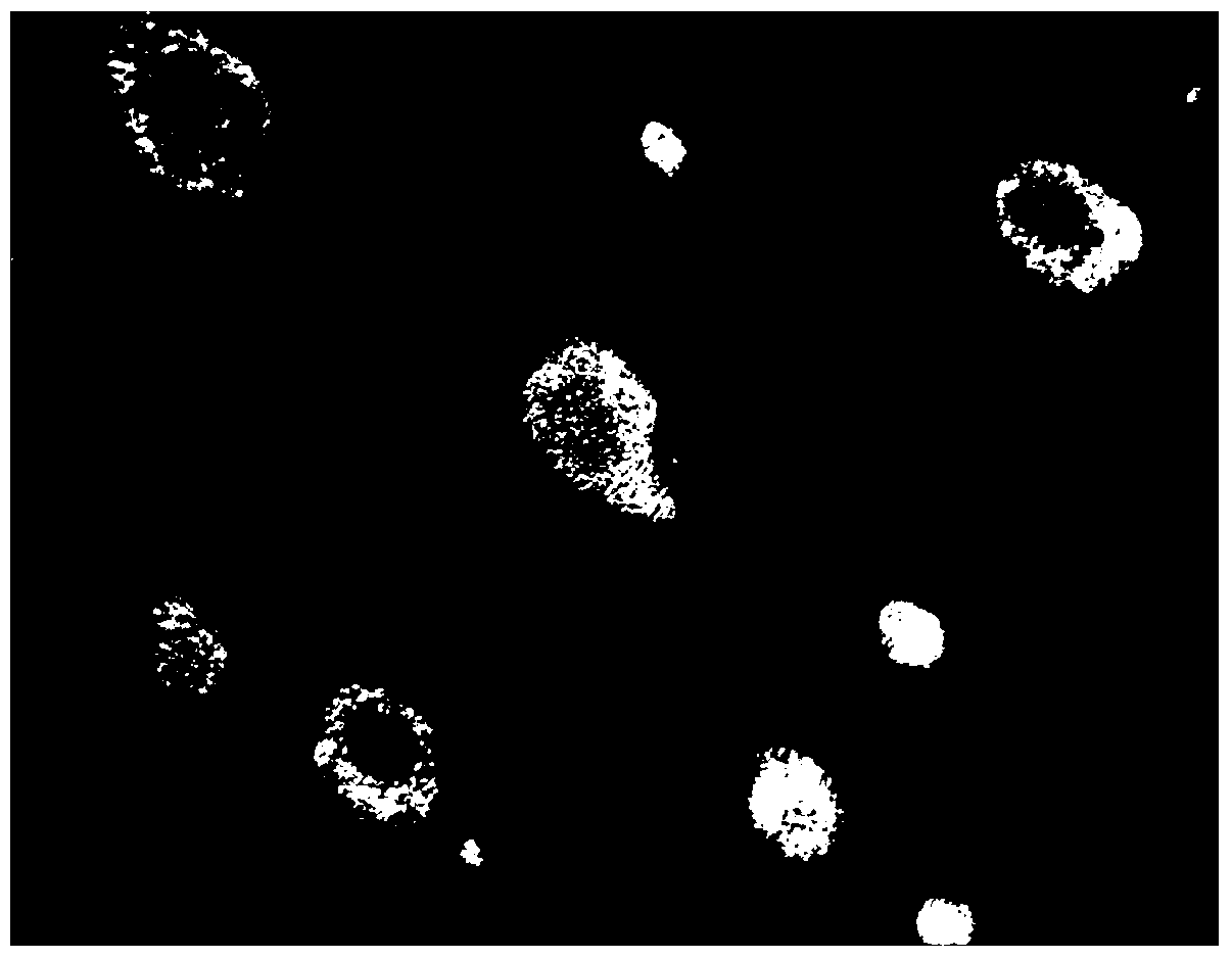 Antarctic krill oil nanostructured lipid carrier and preparation method thereof