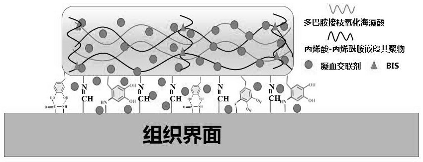 Adhesive self-repairing hemostatic sponge and preparation method thereof