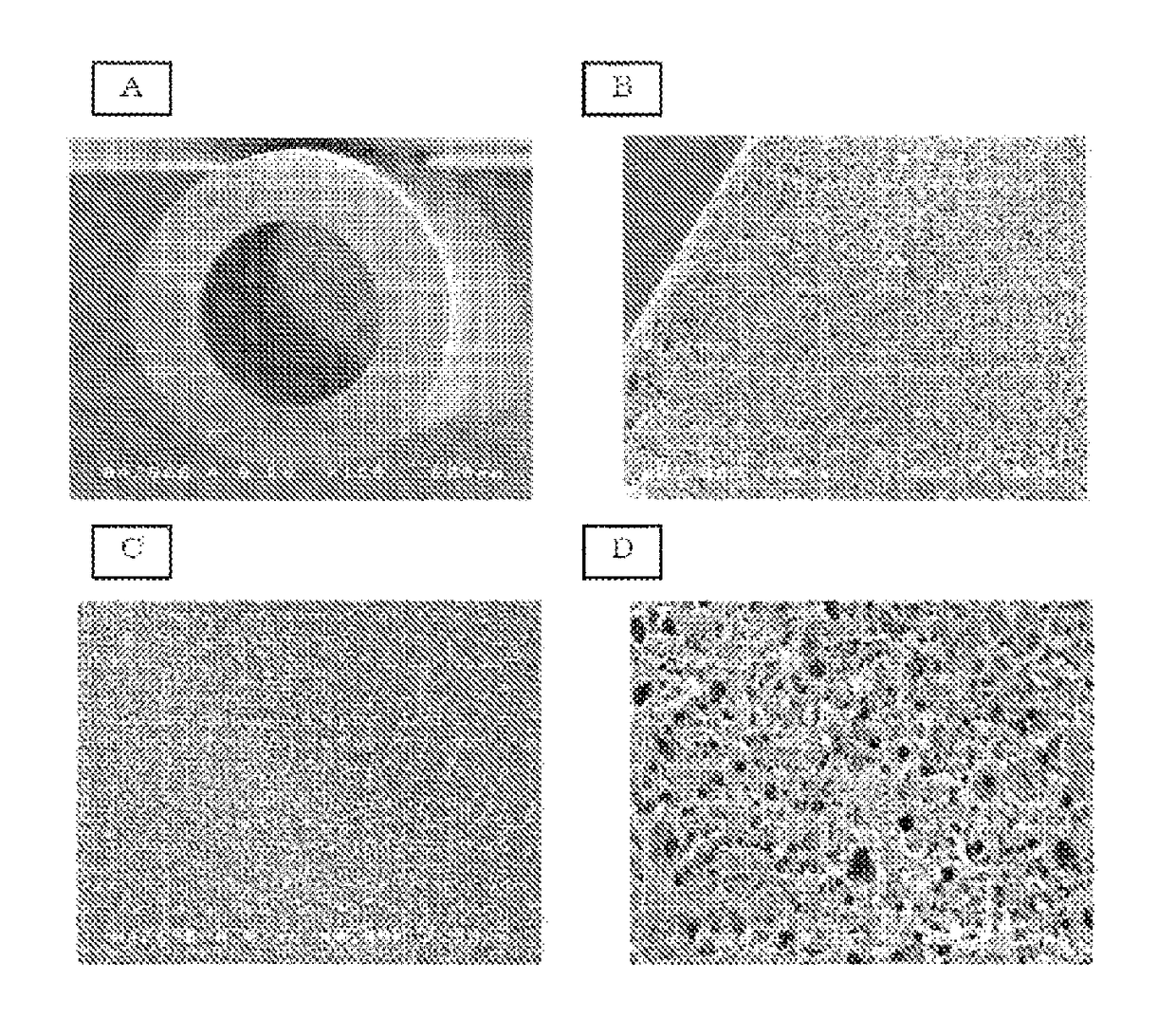 Porous polyamide hollow fiber membrane having very small pore diameter, and method for producing same