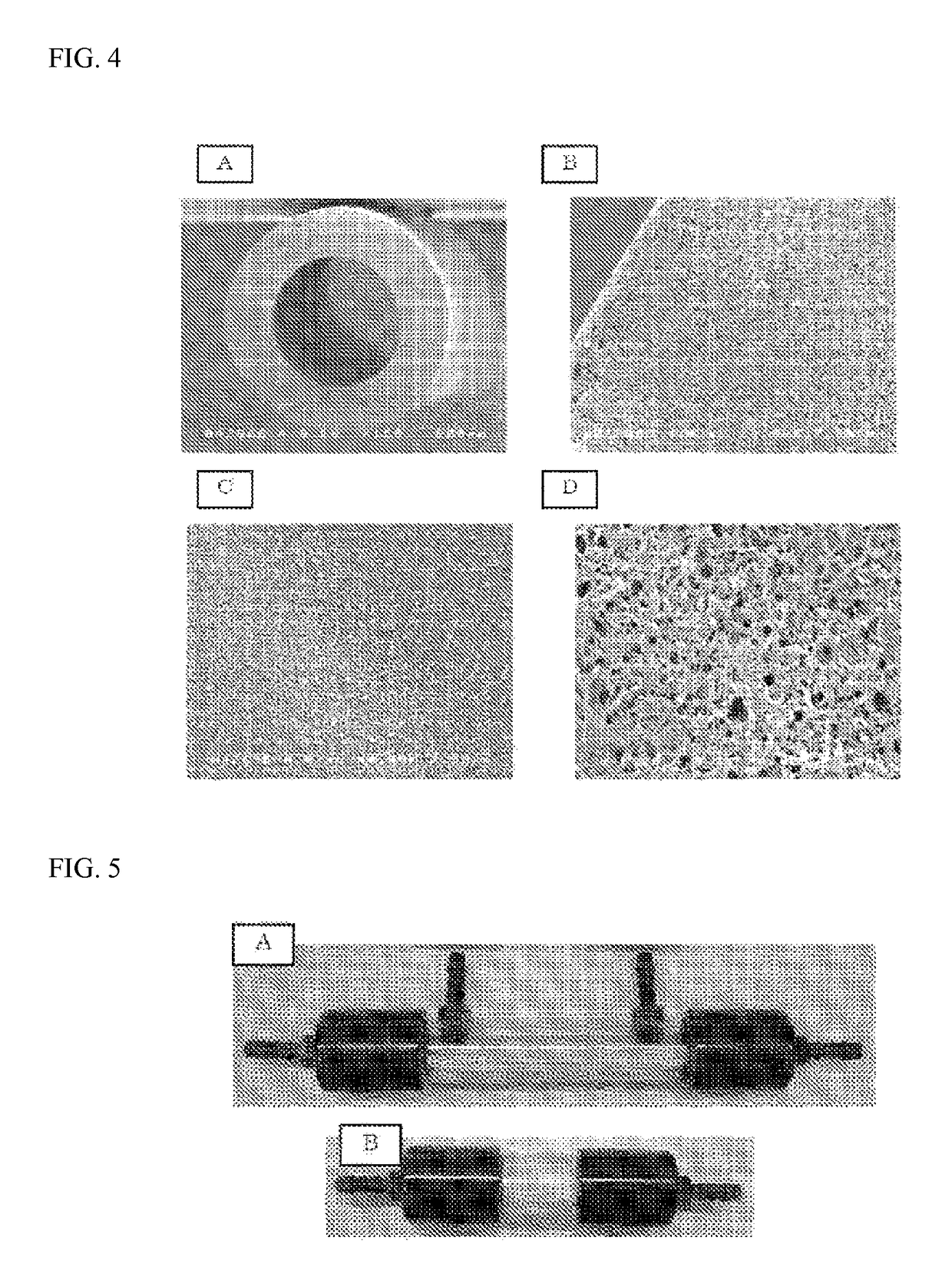 Porous polyamide hollow fiber membrane having very small pore diameter, and method for producing same