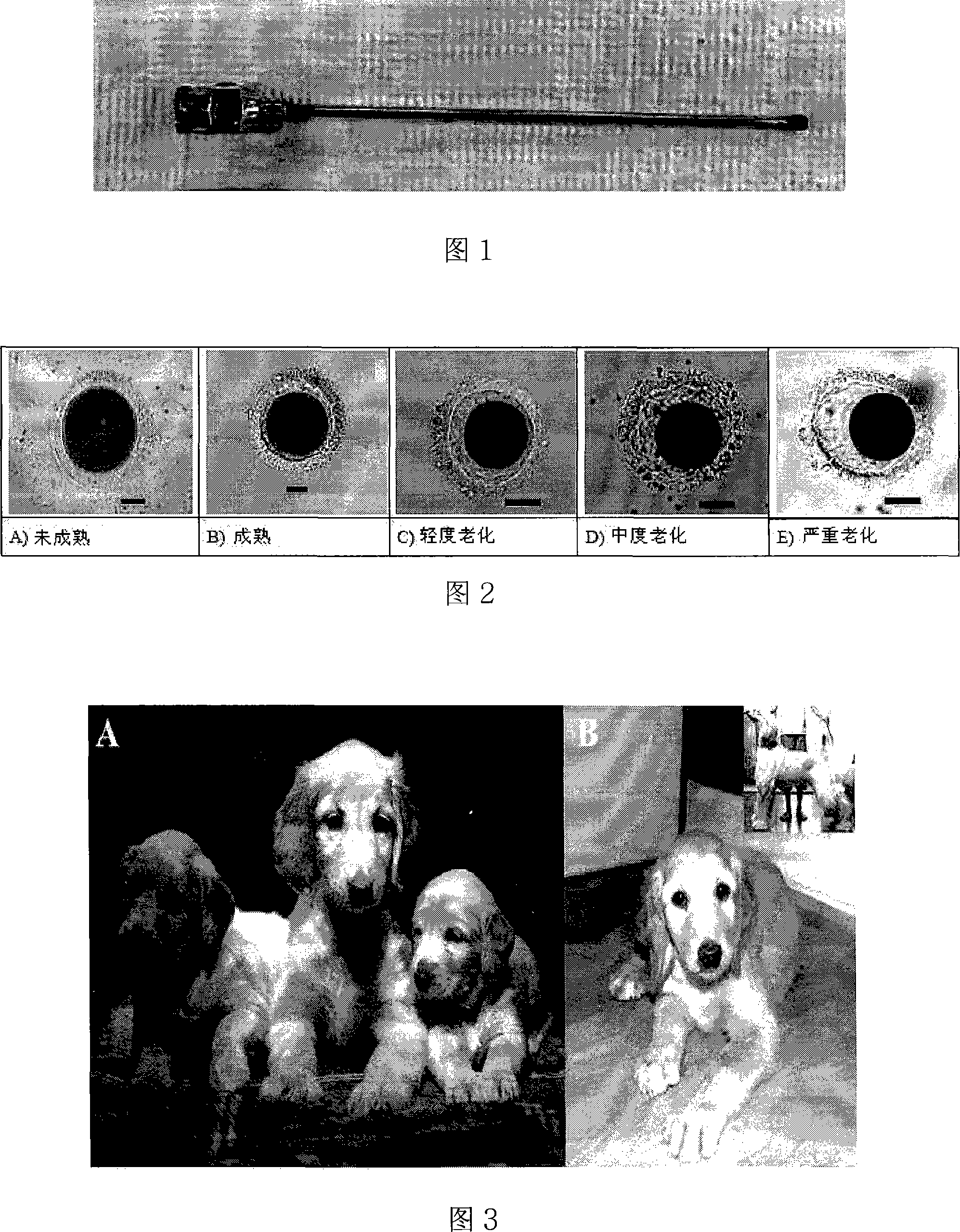 Method for producing cloned dog