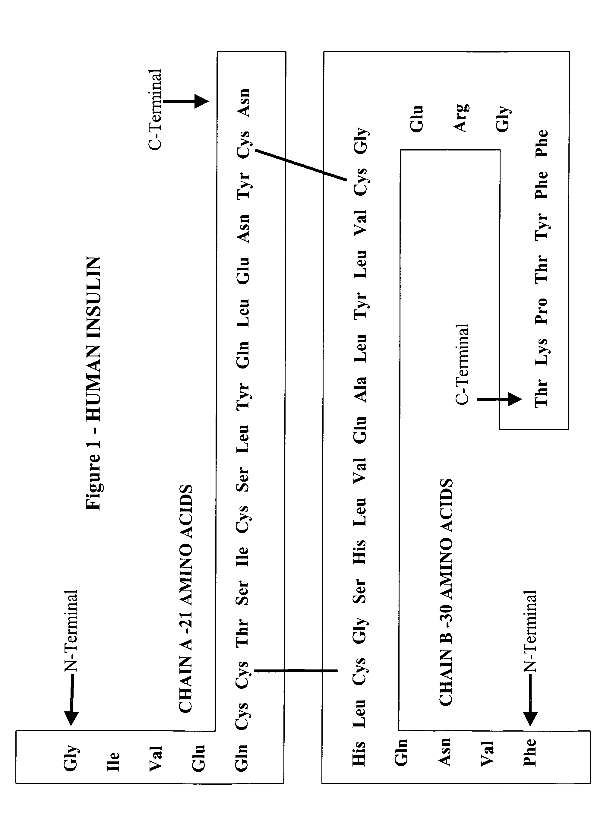 Insulin-associated peptides with effects on cerebral health