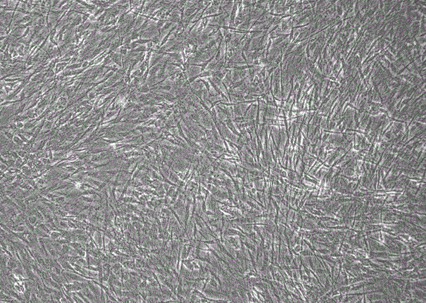 A kind of cell culture substrate and its preparation method and application