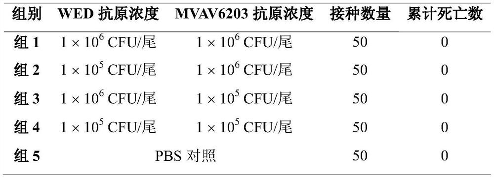 Fish vaccine combined immunization inoculation method