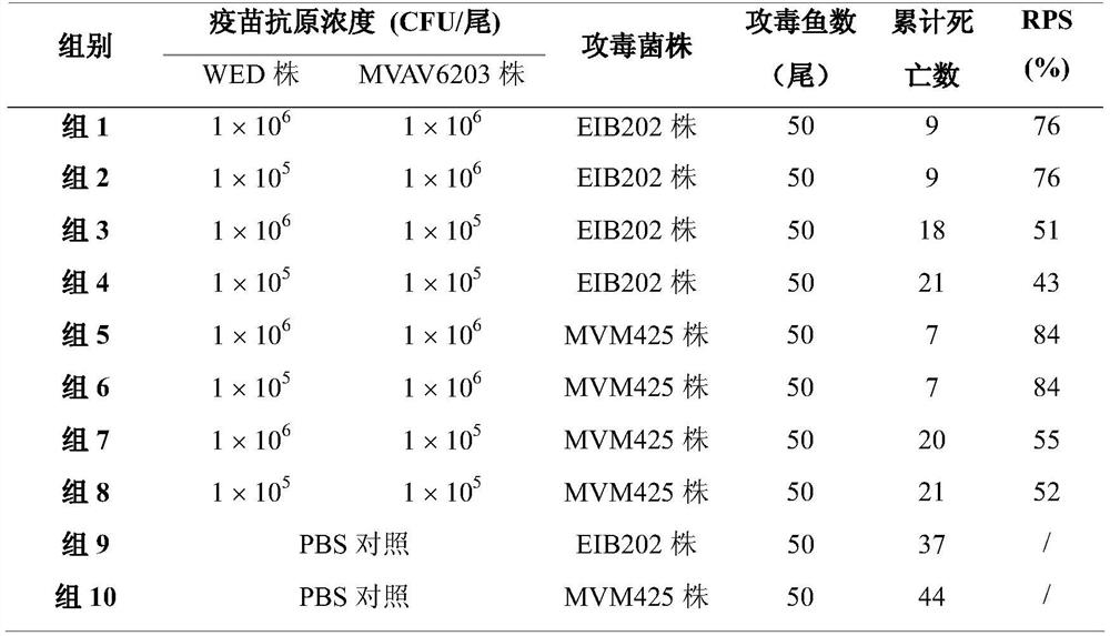 Fish vaccine combined immunization inoculation method