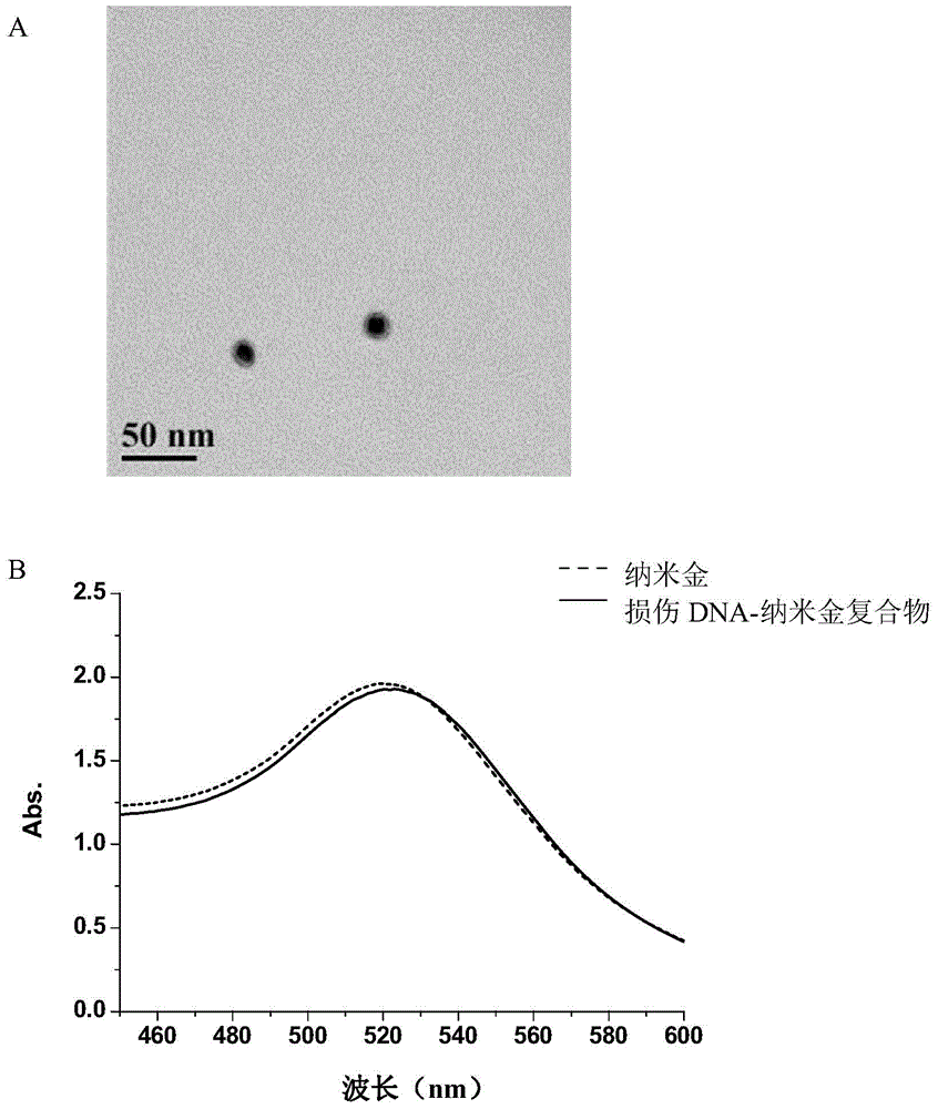 Damaged DNA-nanometer gold compound and its preparation method and use