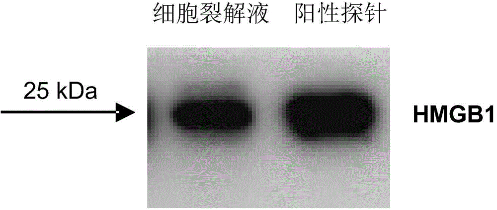 Damaged DNA-nanometer gold compound and its preparation method and use