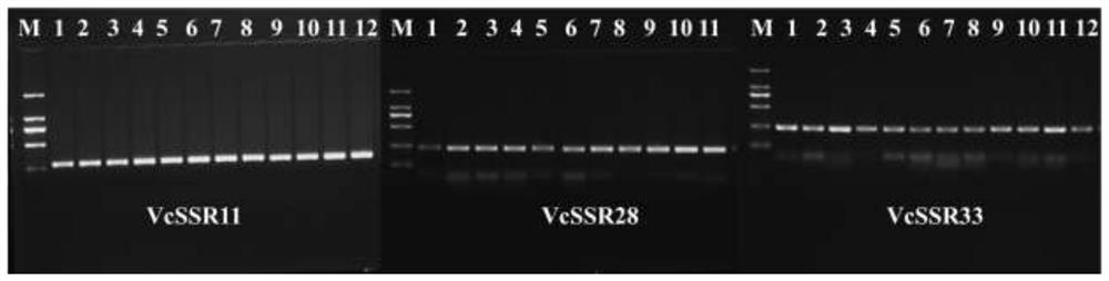 A Rapid and Accurate Detection Method for Identifying Vaccinium Plants