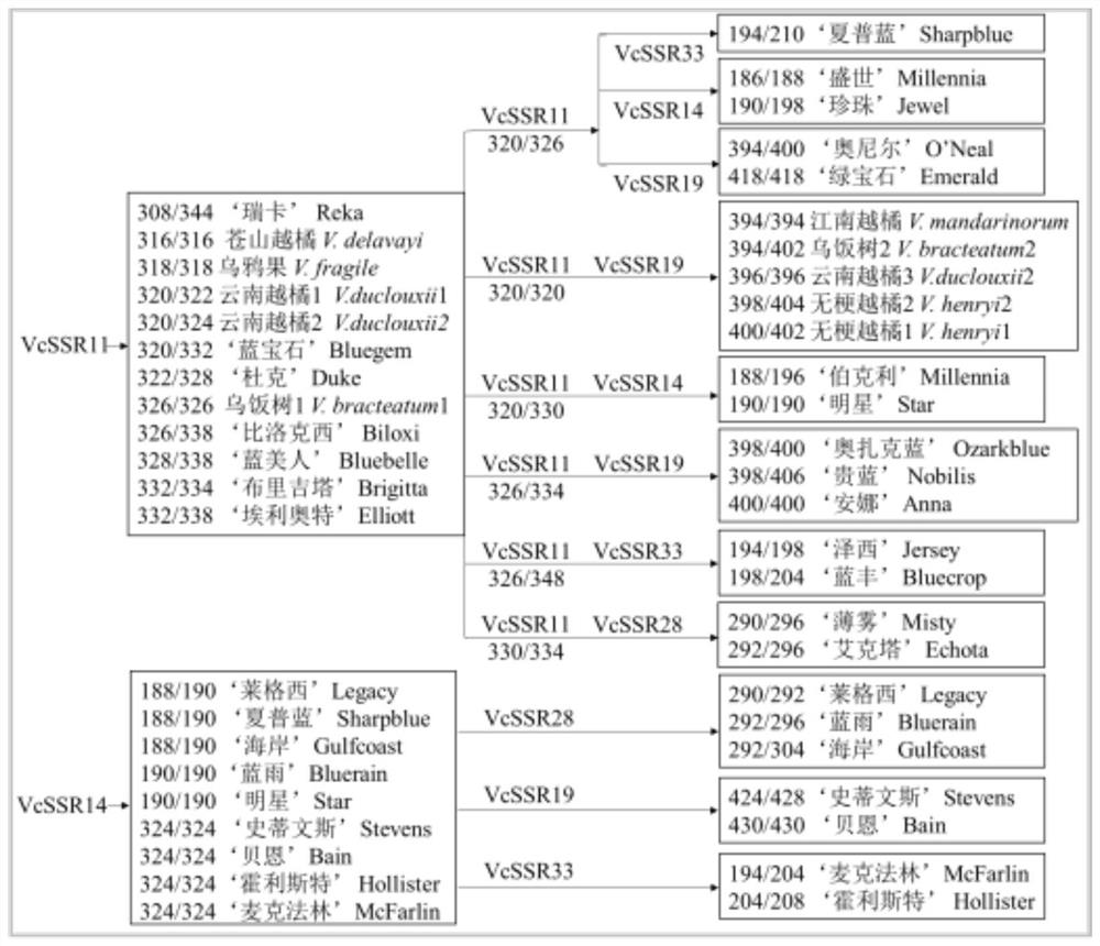 A Rapid and Accurate Detection Method for Identifying Vaccinium Plants