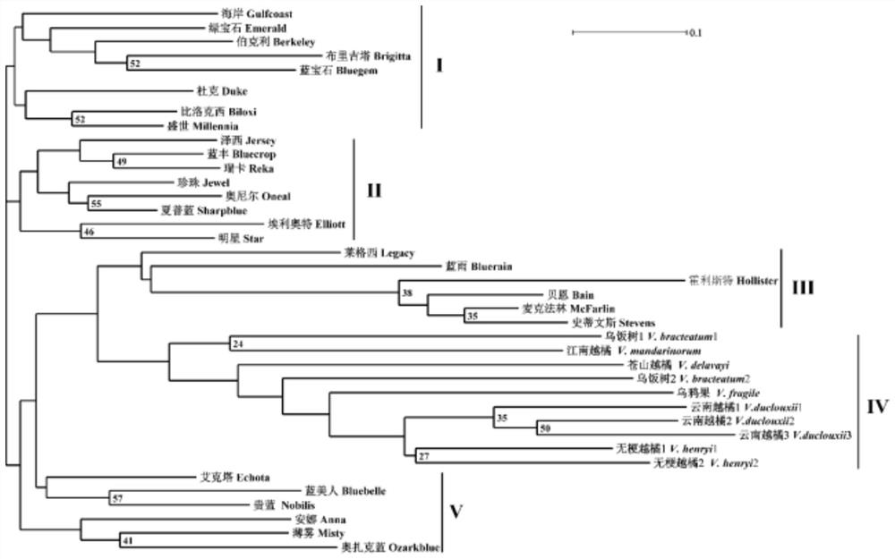 A Rapid and Accurate Detection Method for Identifying Vaccinium Plants