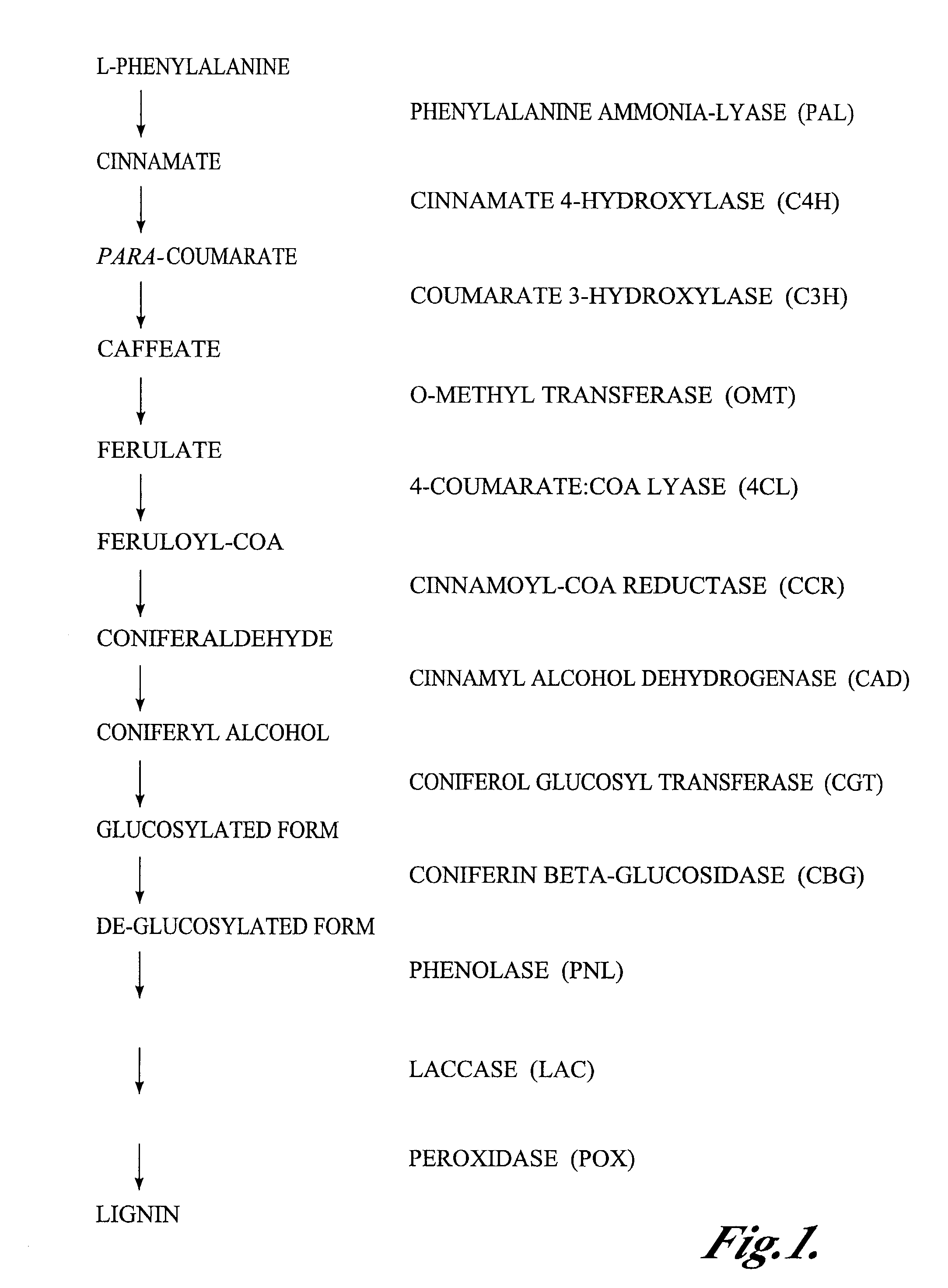 Materials and methods for the modification of plant lignin content