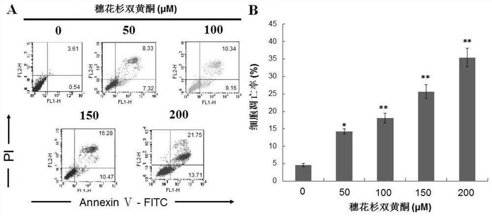 Application of amentoflavone in preparation of drug for treating glioma