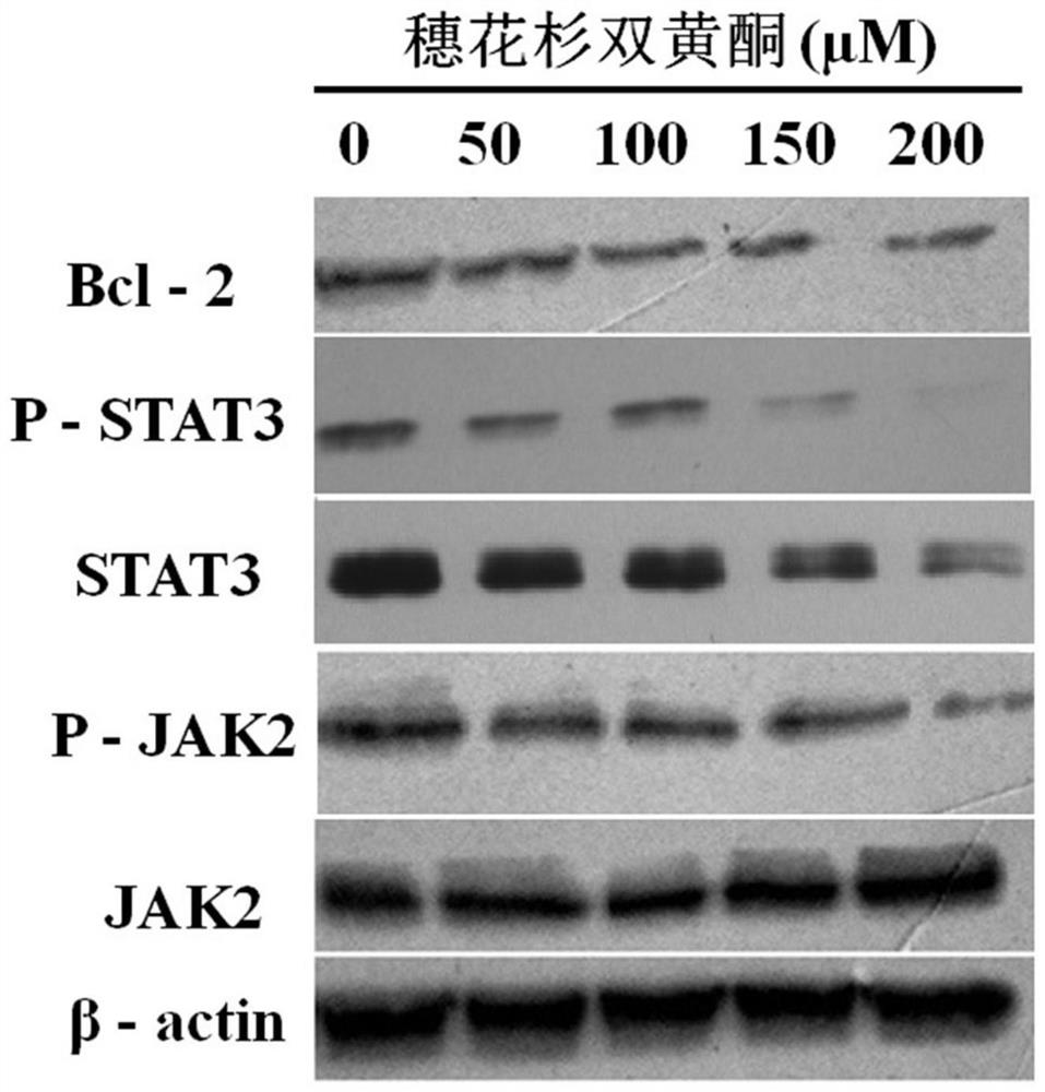 Application of amentoflavone in preparation of drug for treating glioma