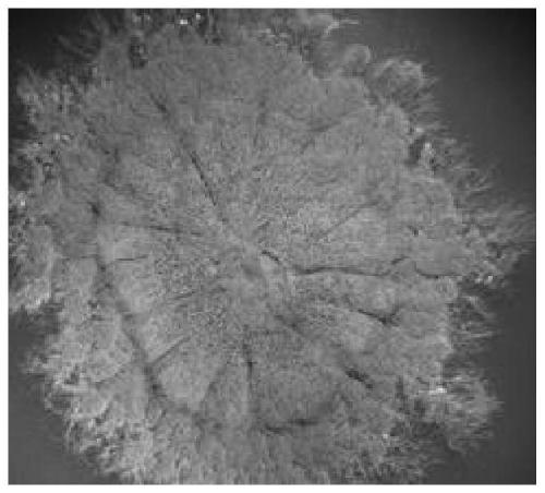 Monascus purpureus strain of high ester producing enzyme, and application of monascus purpureus strain in preparation of ester-flavor monascus cheese