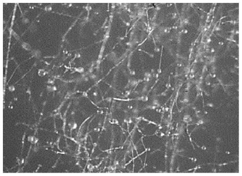 Monascus purpureus strain of high ester producing enzyme, and application of monascus purpureus strain in preparation of ester-flavor monascus cheese