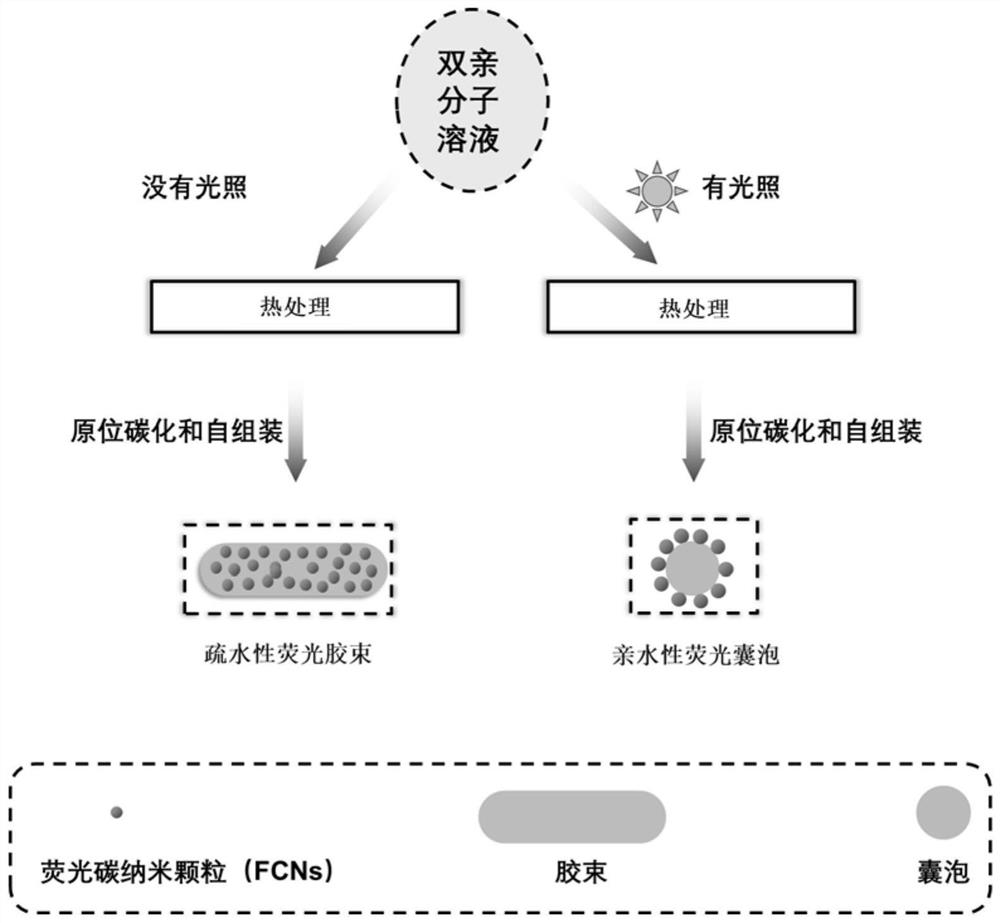 Preparation method and application of a fluorescent probe with controllable hydrophilicity and hydrophobicity