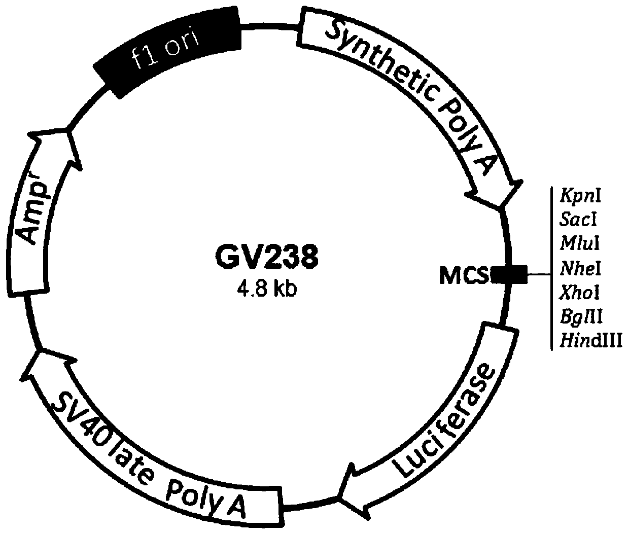 Cell model for screening developmental toxicity exogenous compounds by taking 11beta-HSD2 as target, as well as construction method and application of cell model