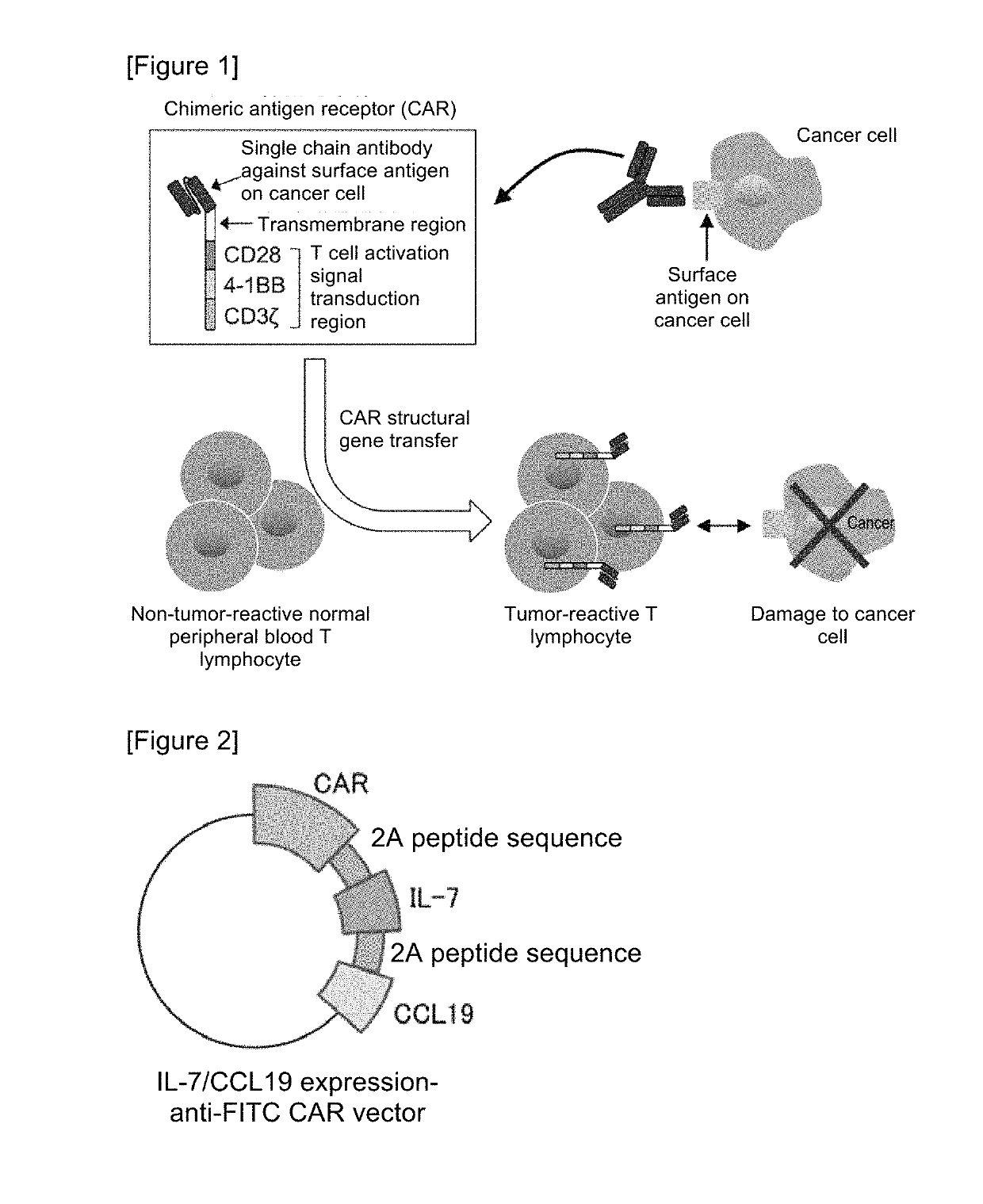 Car expression vector and car-expressing T cells