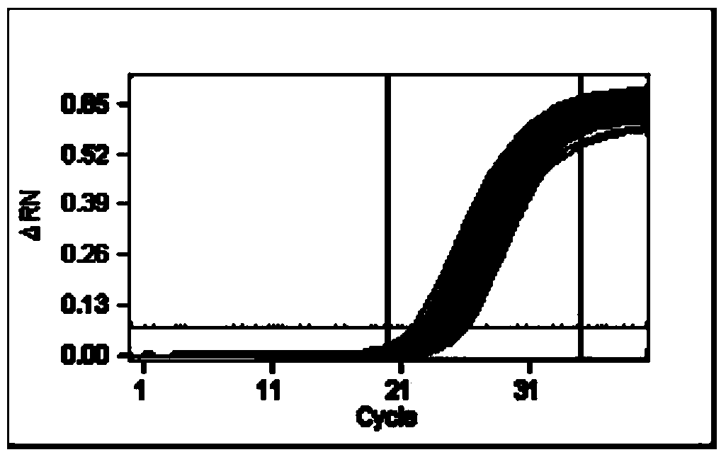 Method for identifying homozygotic type or heterozygous type NK603 on basis of digital PCR (polymerase chain reaction)