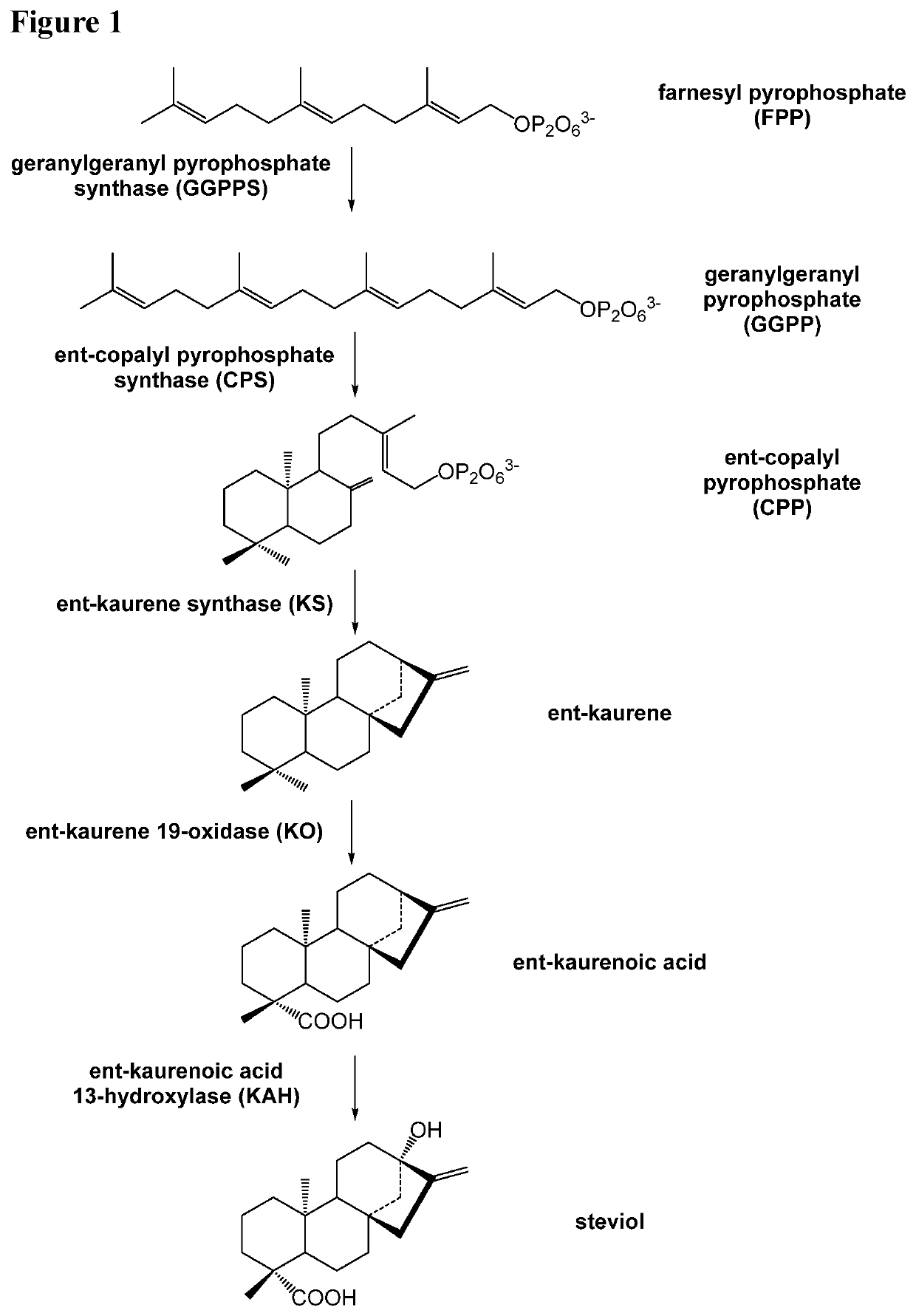 Abc transporters for the high efficiency production of rebaudiosides