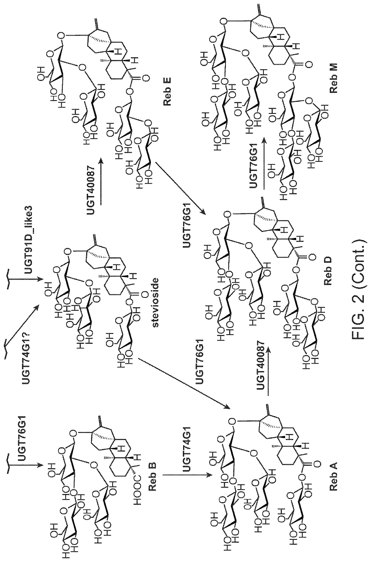 Abc transporters for the high efficiency production of rebaudiosides