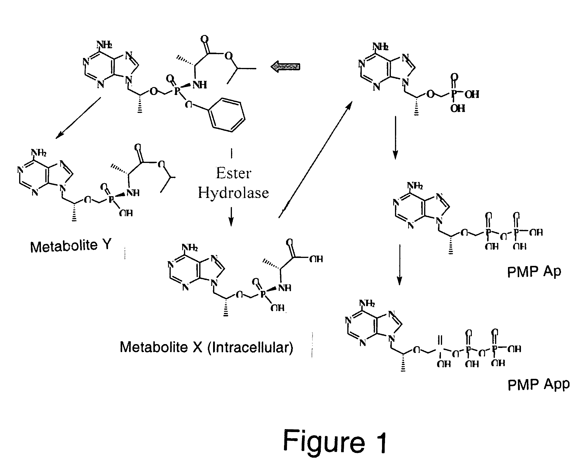 Methods and compositions for identifying therapeutic compounds with GS-7340 ester hydrolase