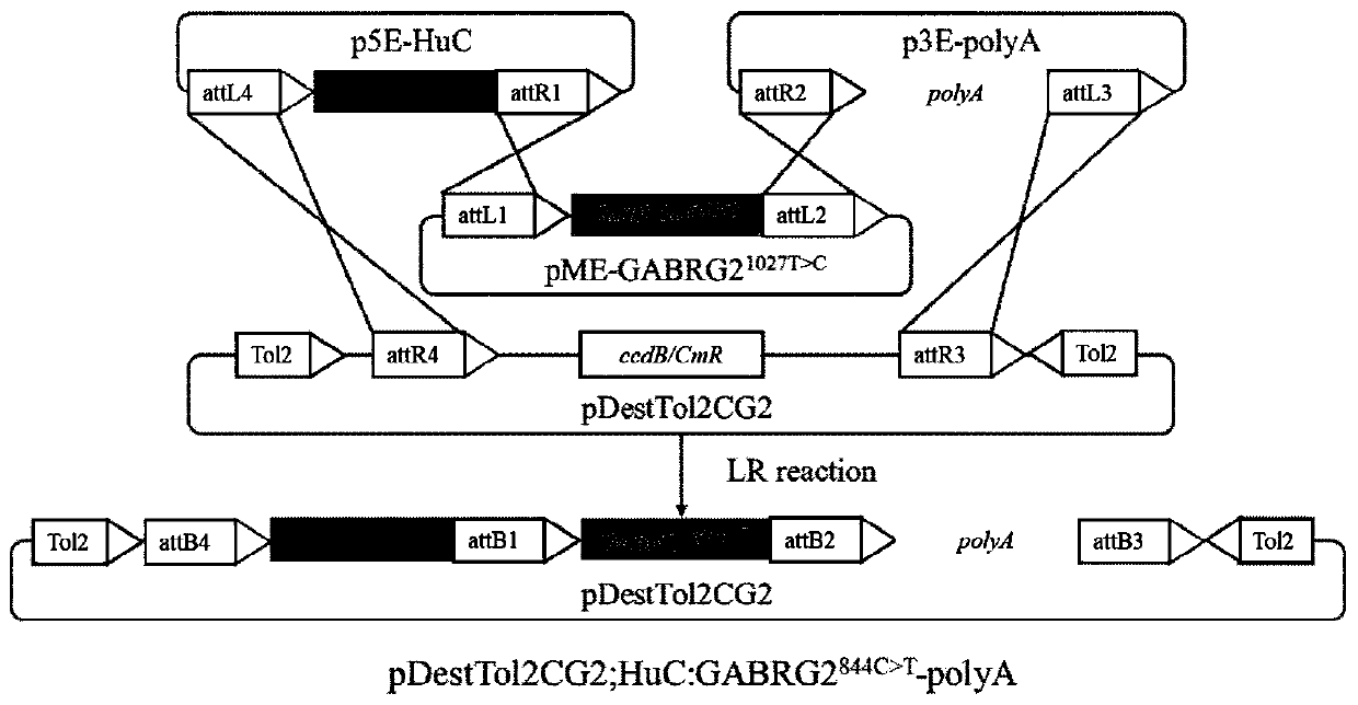 Construction method and application of zebra fish intractable epilepsy model