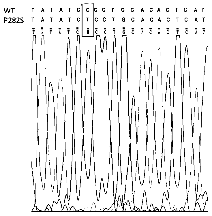 Construction method and application of zebra fish intractable epilepsy model