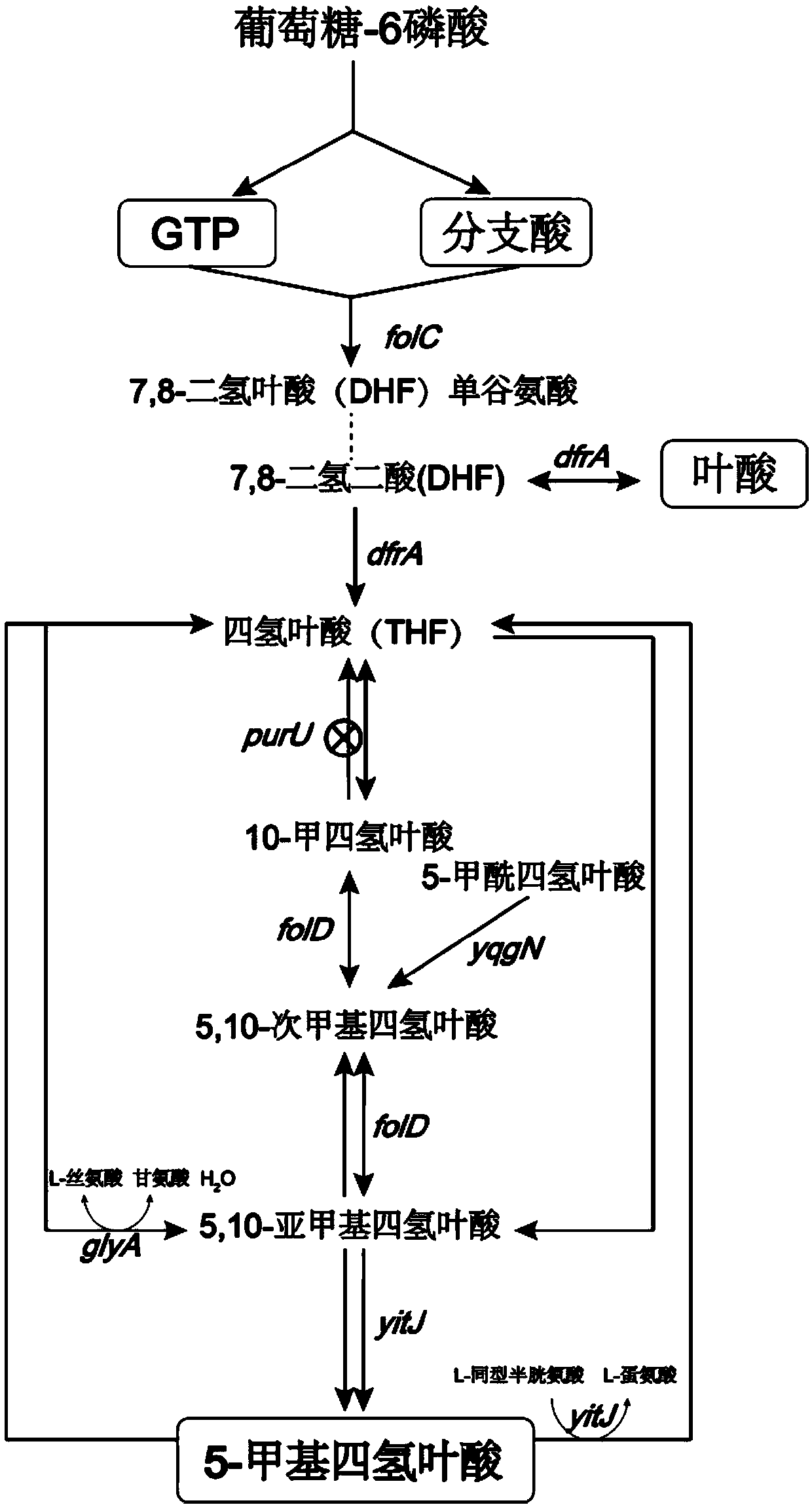 High-yield 5-methyl tetrahydrofolate recombinant bacillus subtilis and application thereof