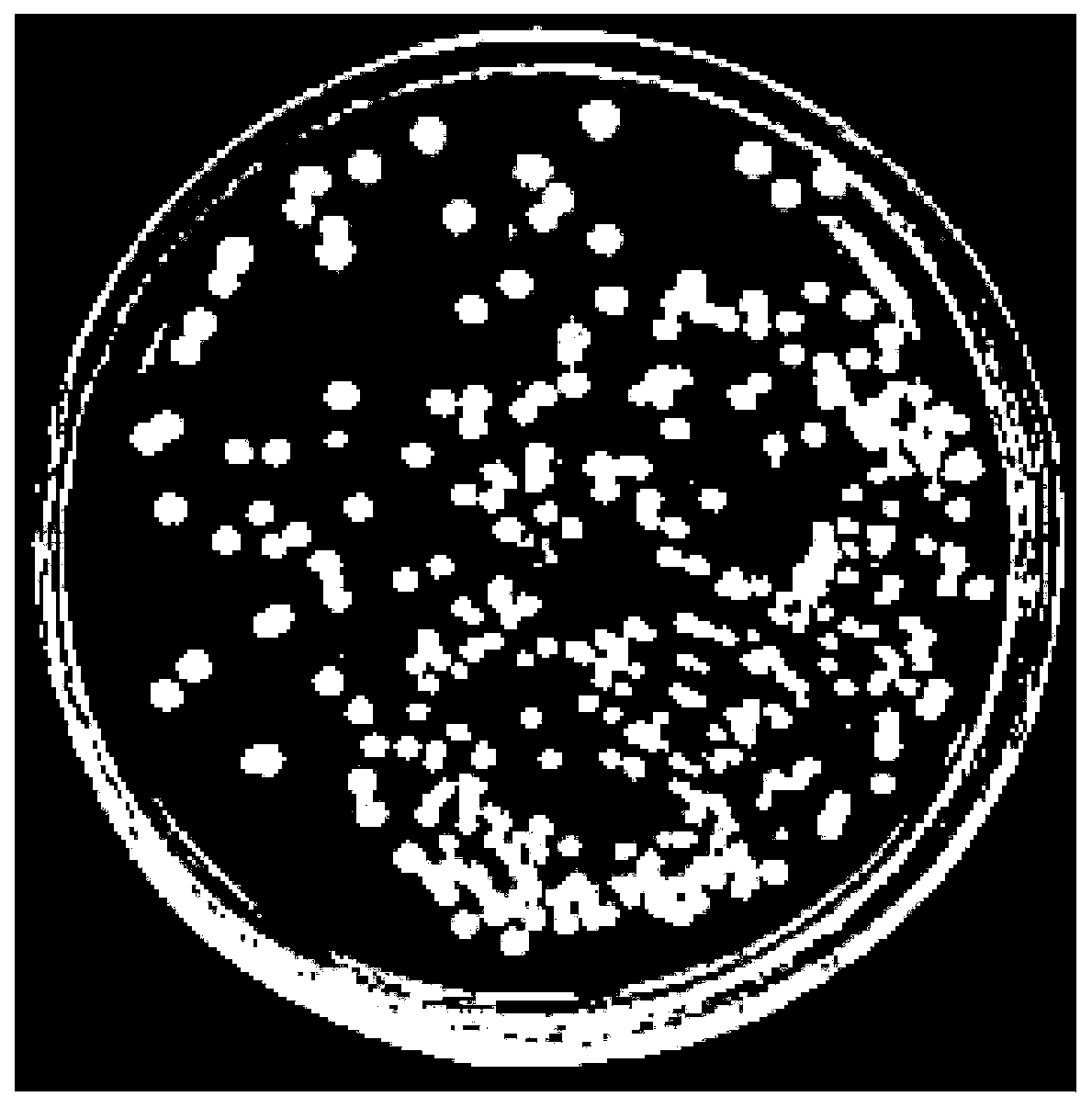 A target colony automatic positioning and identification method