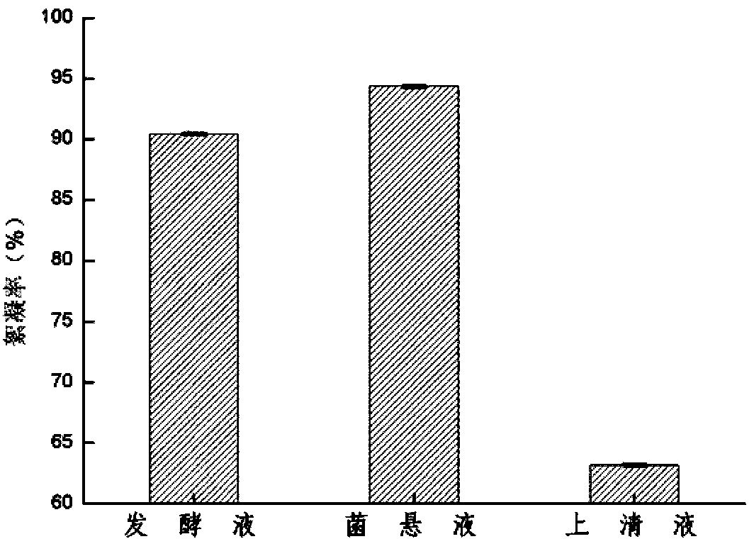 Enterobacter gergoviae and its use in bioflocculation