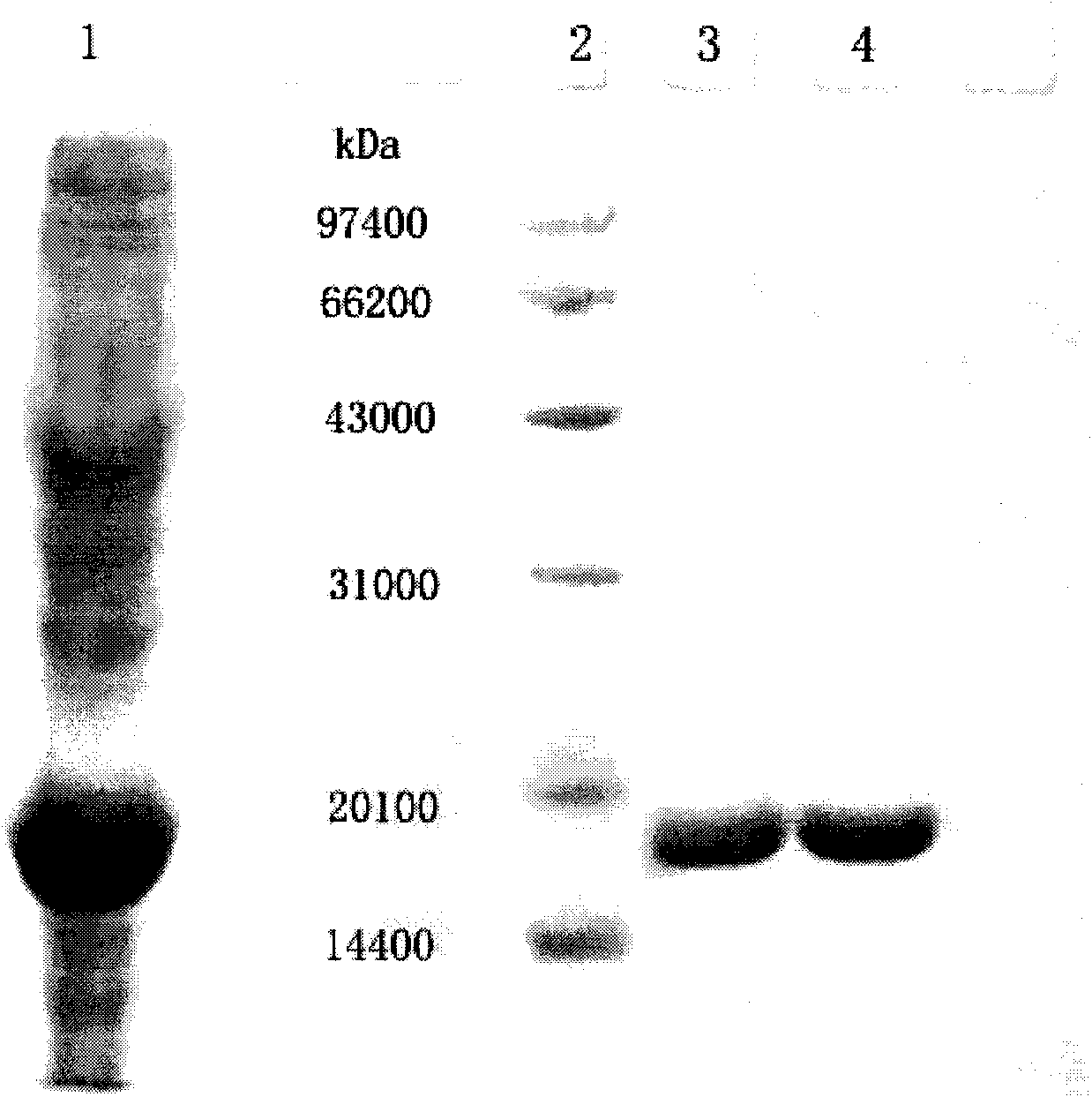 Medical preparation containing recombinant human granulocytecolony stimulating factor