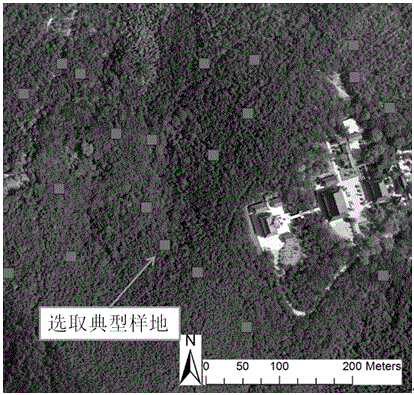 A Tree Species Classification Method Based on Lidar Pseudo-Vertical Waveform Model