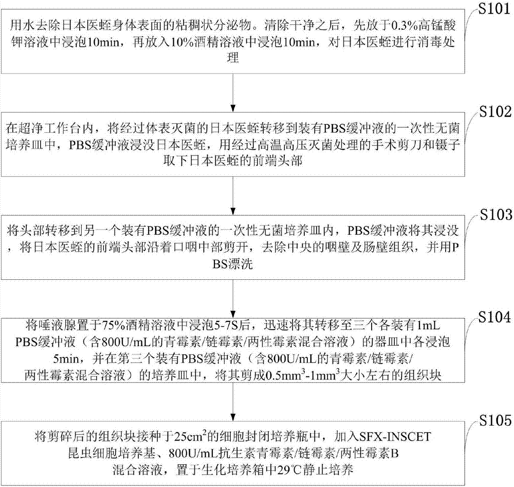 Primary culture method for salivary gland cells of Hirudo nipponia