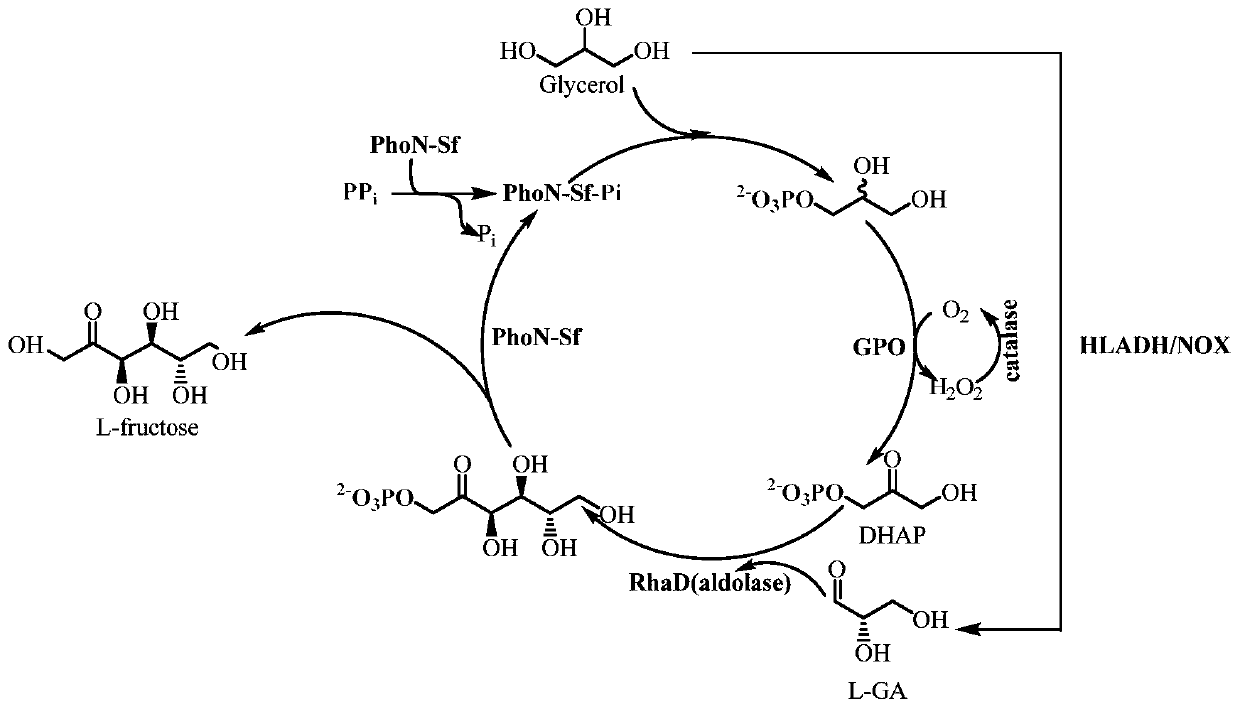 Preparation method for L-type rare ketohexose